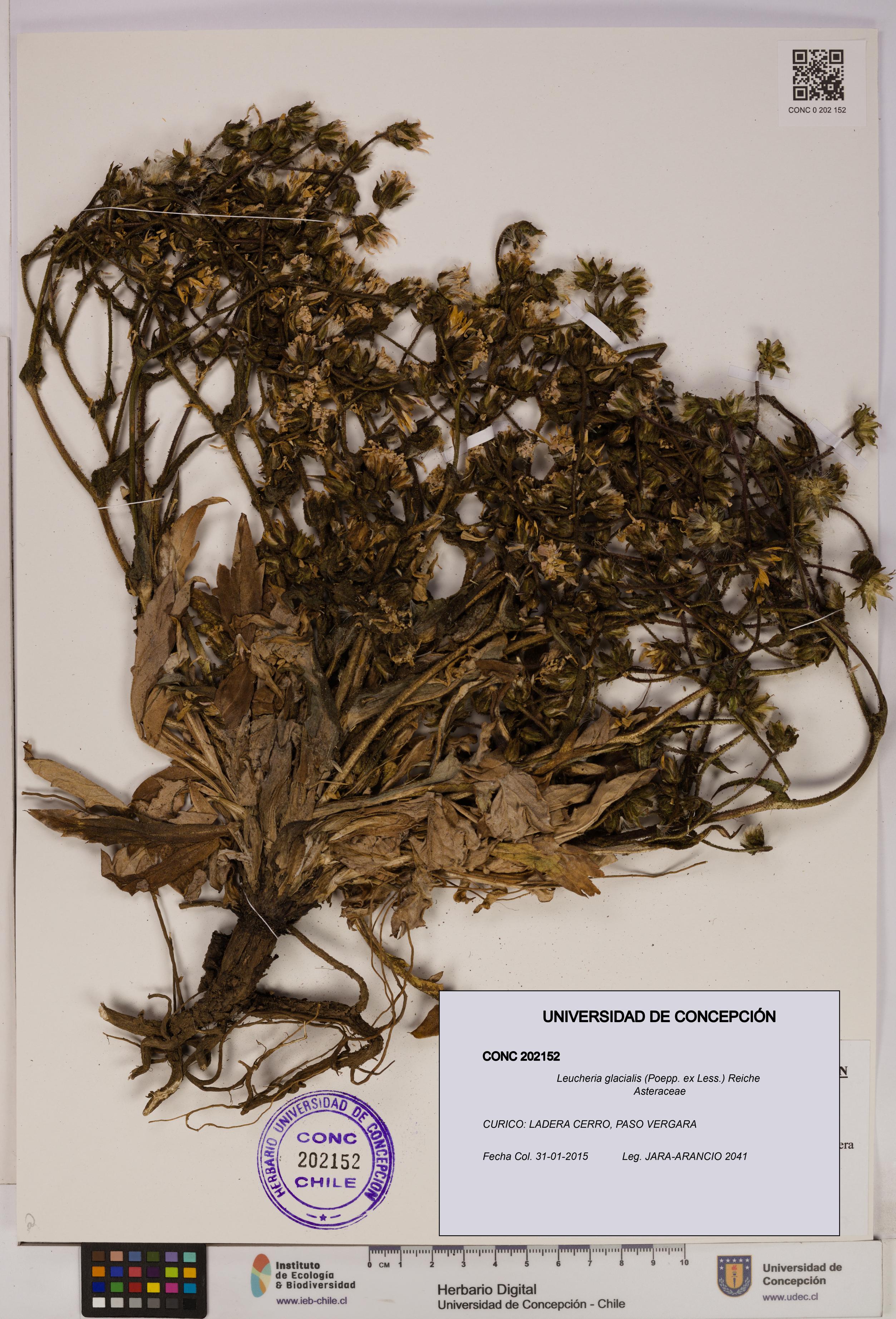 Leucheria glacialis [Espécimen: UDEC:CONC:0202152]