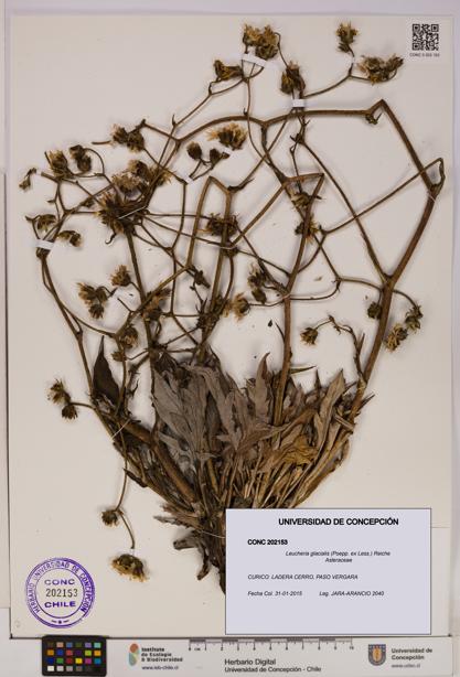 Leucheria glacialis [Espécimen: UDEC:CONC:0202153]