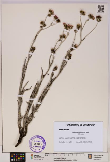 Leucheria gilliesii [Espécimen: UDEC:CONC:0202154]