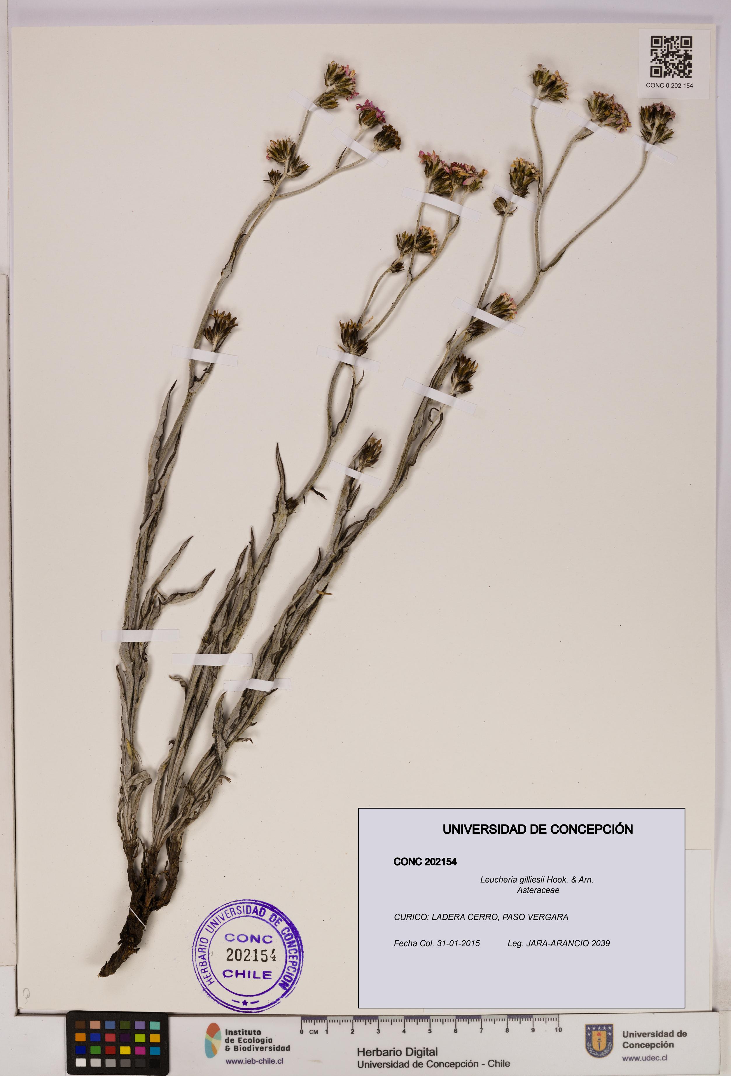 Leucheria gilliesii [Espécimen: UDEC:CONC:0202154]