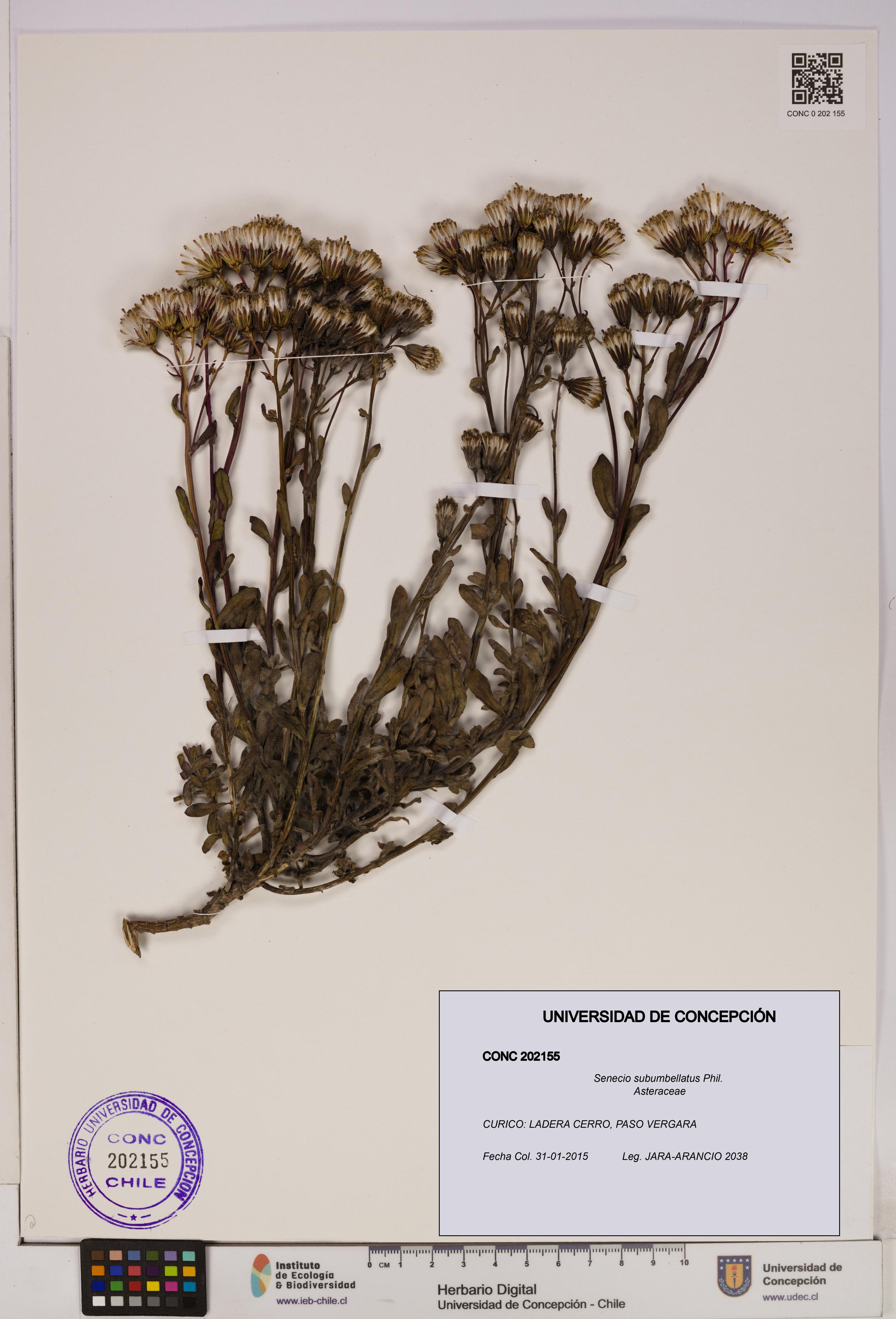 Senecio subumbellatus [Espécimen: UDEC:CONC:0202155]