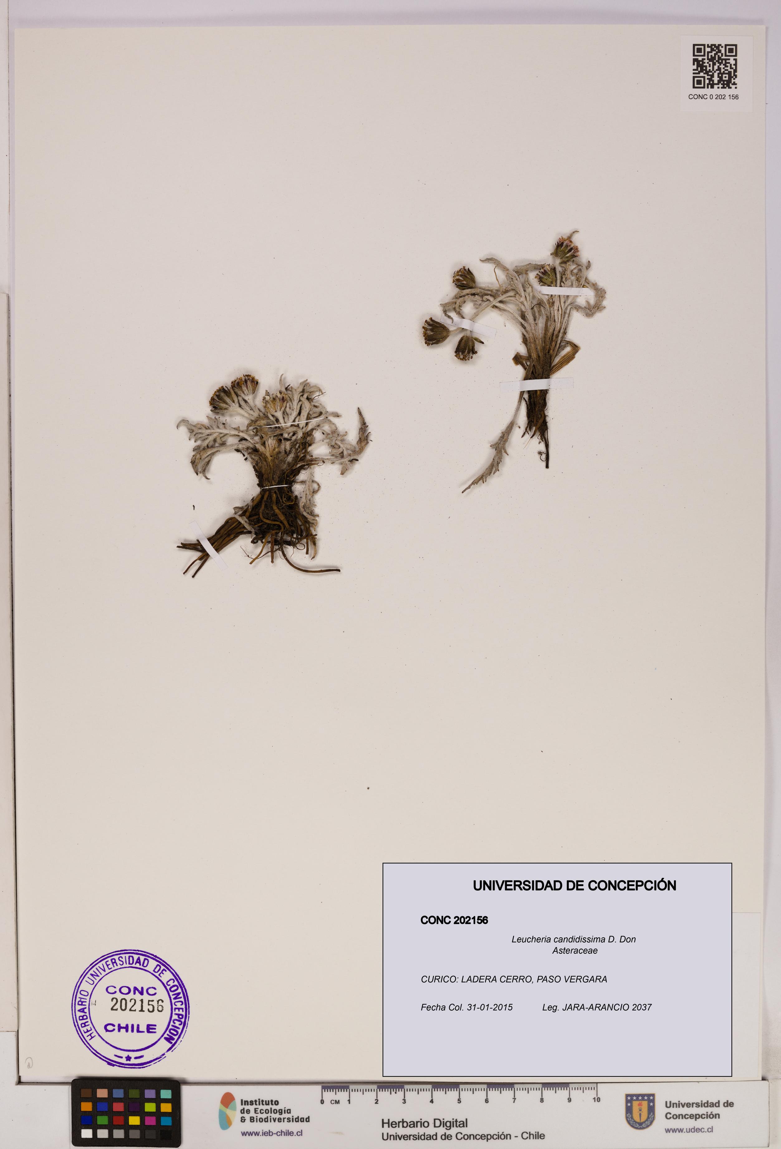 Leucheria candidissima [Espécimen: UDEC:CONC:0202156]