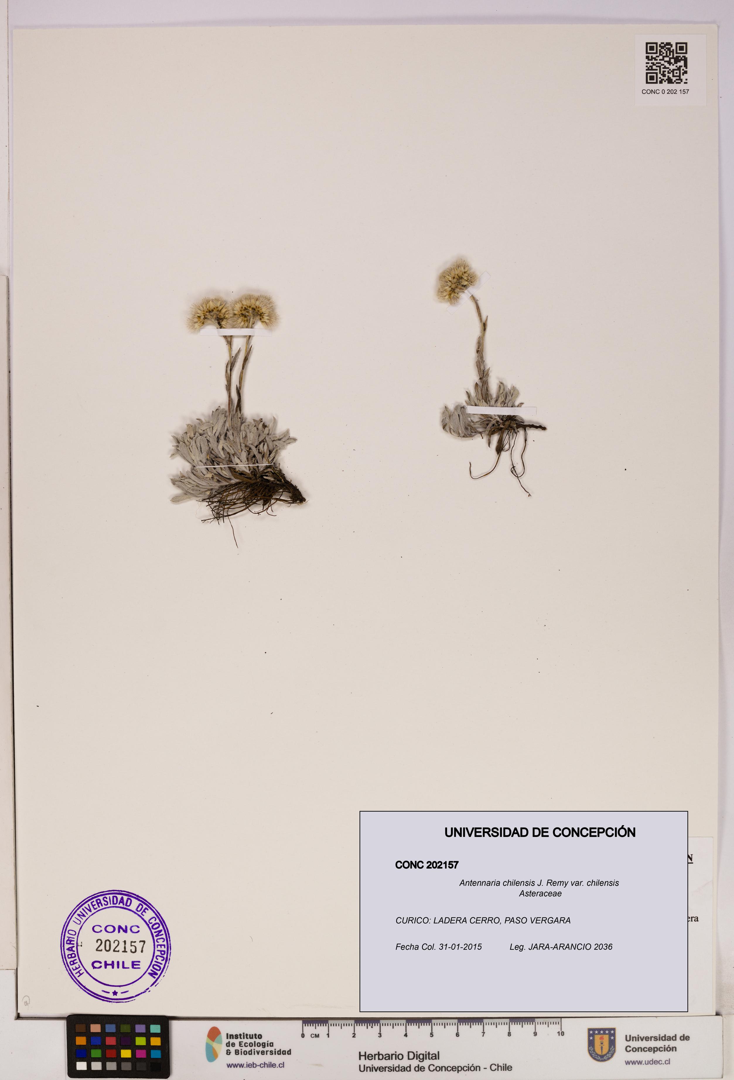 Antennaria chilensis [Espécimen: UDEC:CONC:0202157]