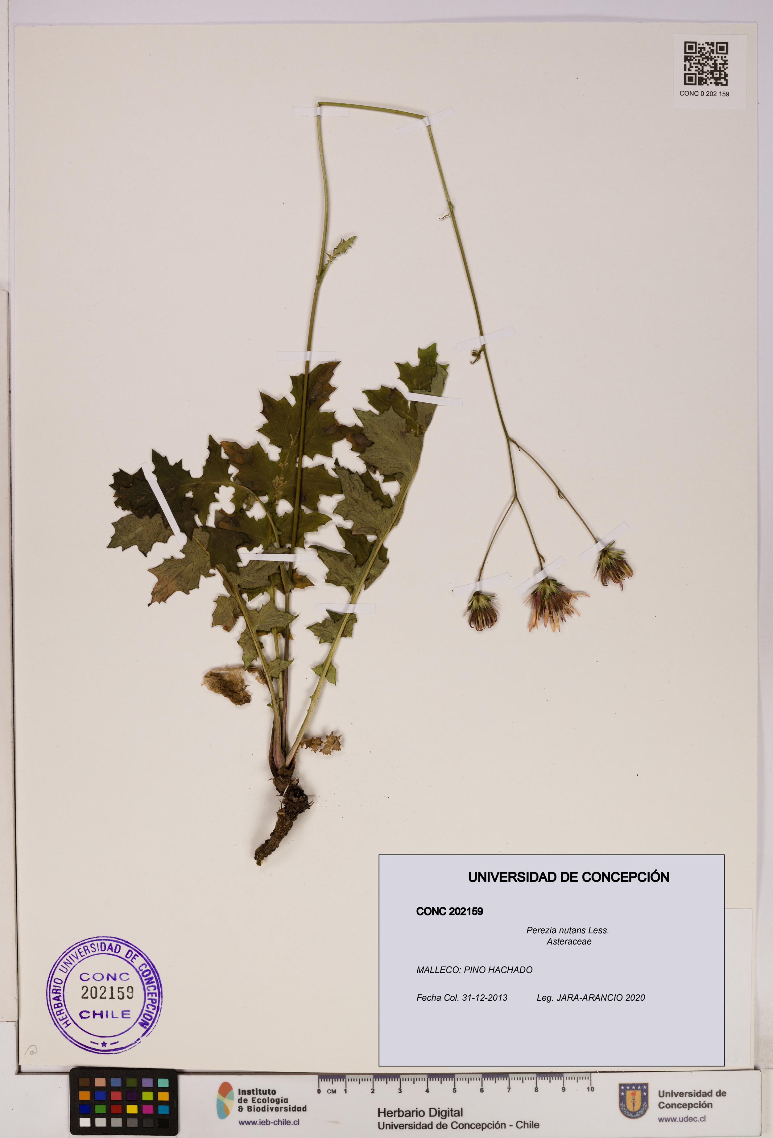 Perezia nutans [Espécimen: UDEC:CONC:0202159]