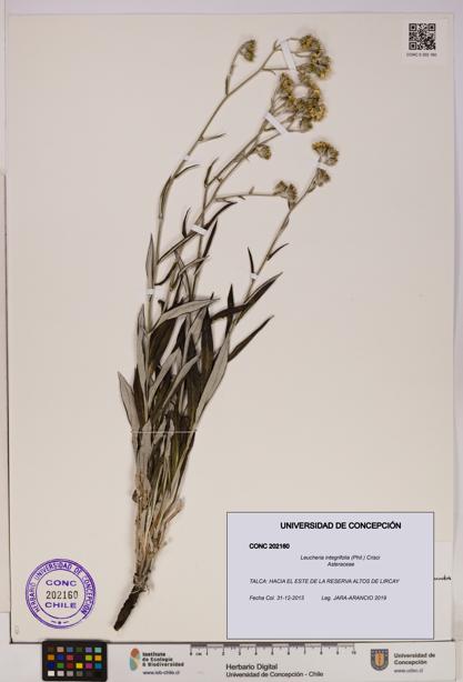 Leucheria integrifolia [Espécimen: UDEC:CONC:0202160]