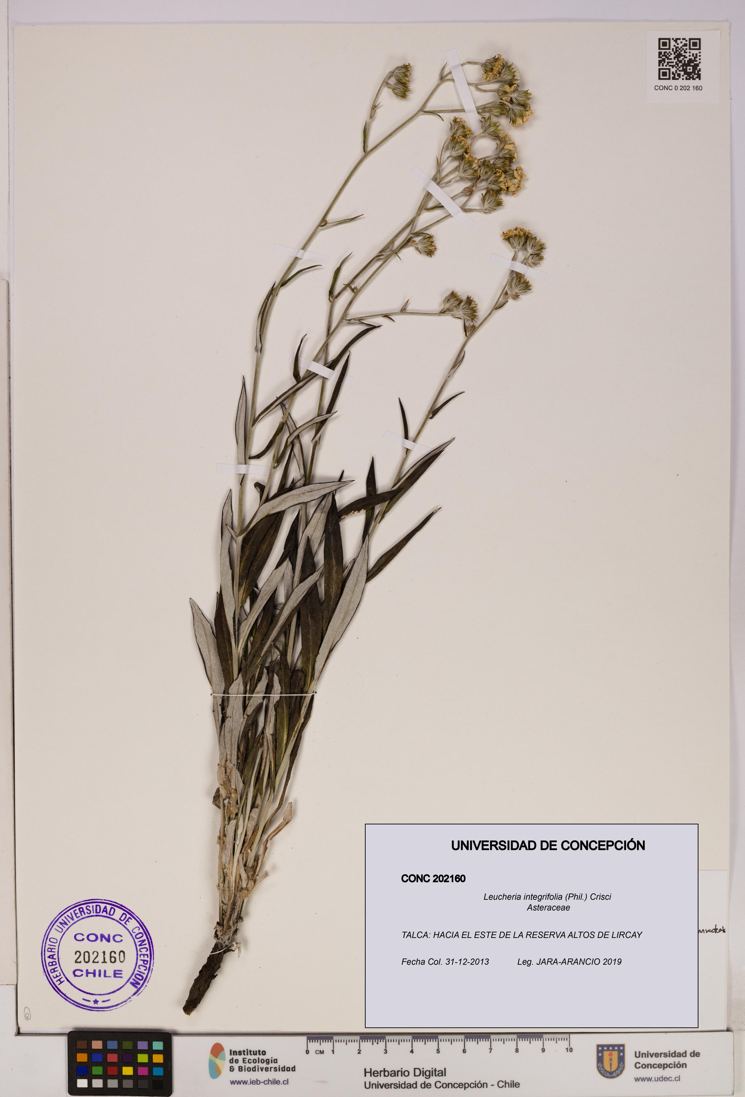Leucheria integrifolia [Espécimen: UDEC:CONC:0202160]