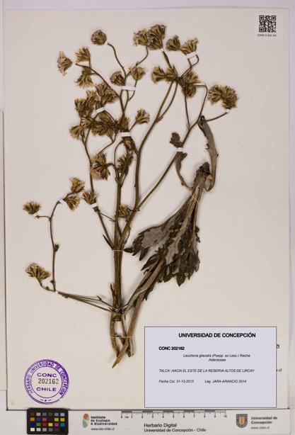 Leucheria glacialis [Espécimen: UDEC:CONC:0202162]