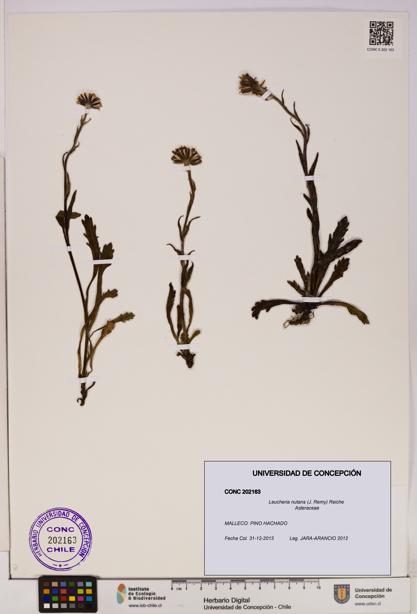 Leucheria nutans [Espécimen: UDEC:CONC:0202163]