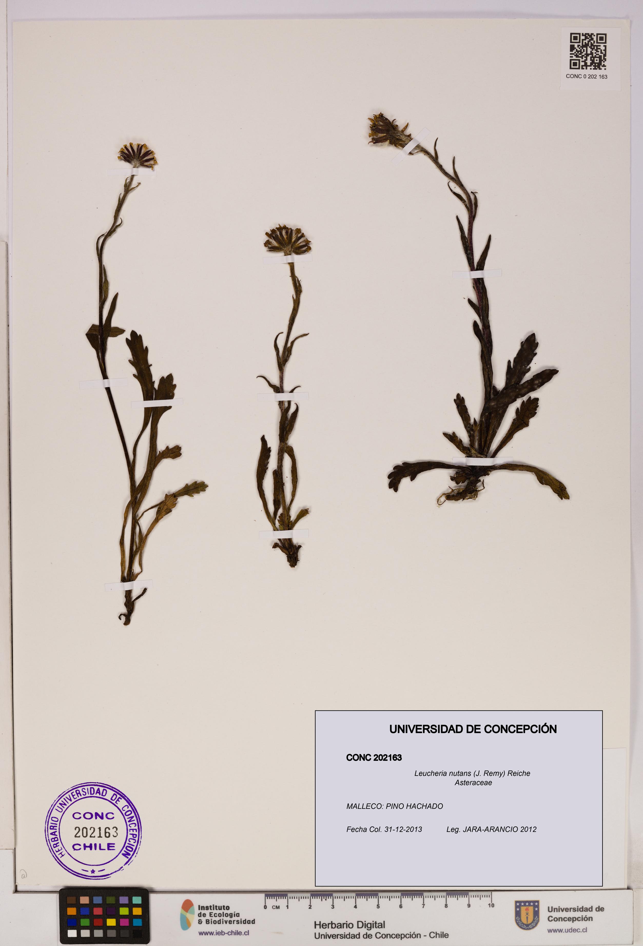 Leucheria nutans [Espécimen: UDEC:CONC:0202163]