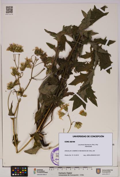 Leucheria thermarum [Espécimen: UDEC:CONC:0202164]