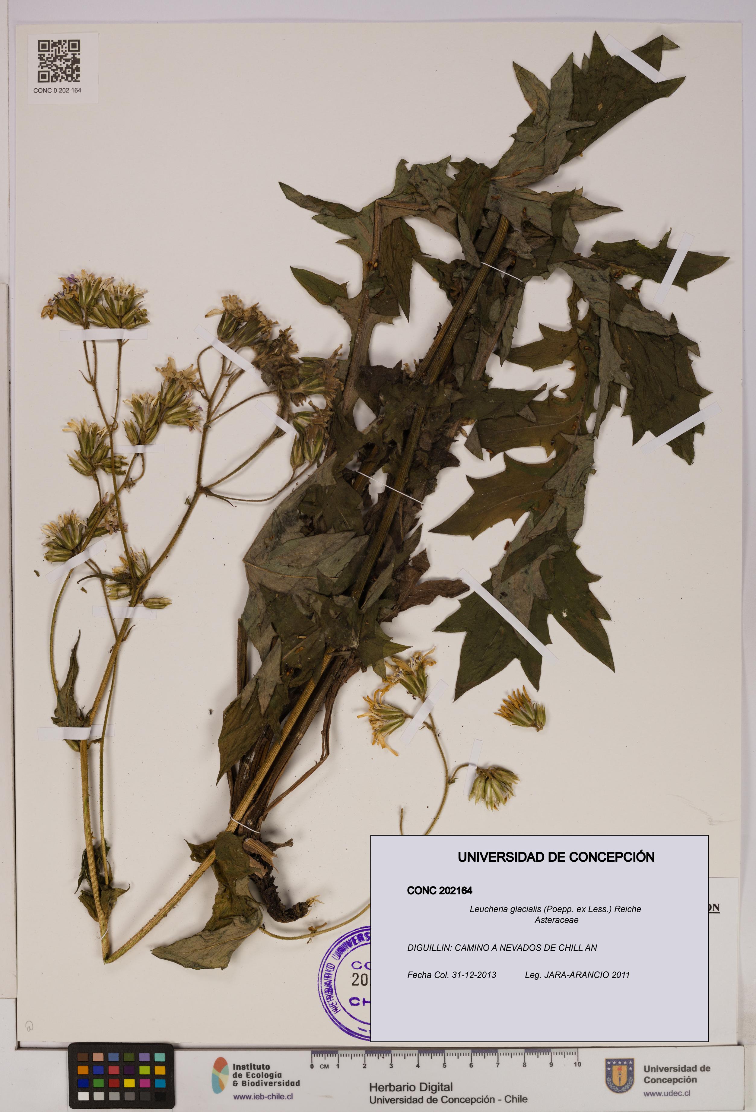 Leucheria glacialis [Espécimen: UDEC:CONC:0202164]