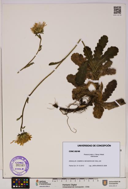 Perezia lyrata [Espécimen: UDEC:CONC:0202165]