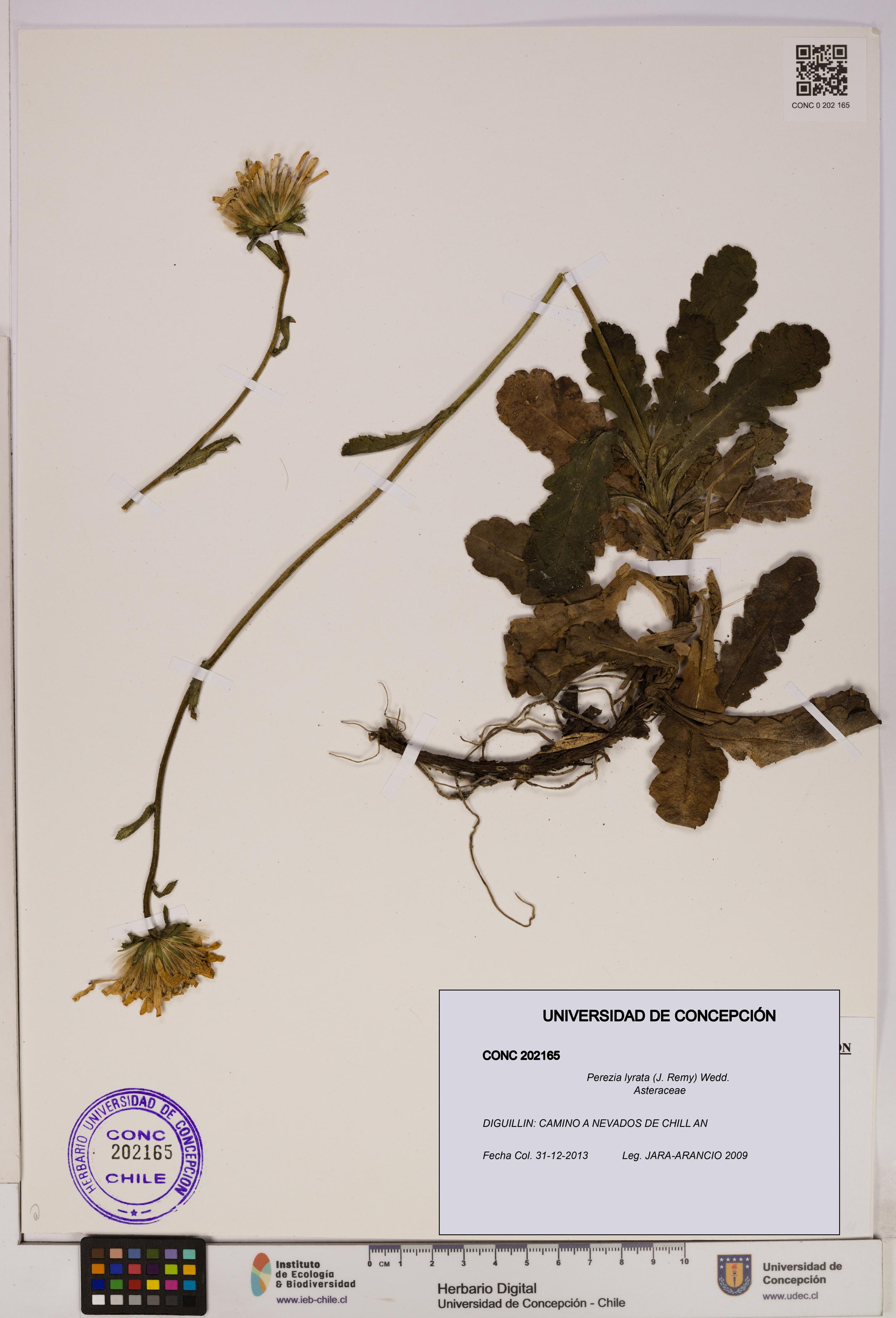 Perezia lyrata [Espécimen: UDEC:CONC:0202165]