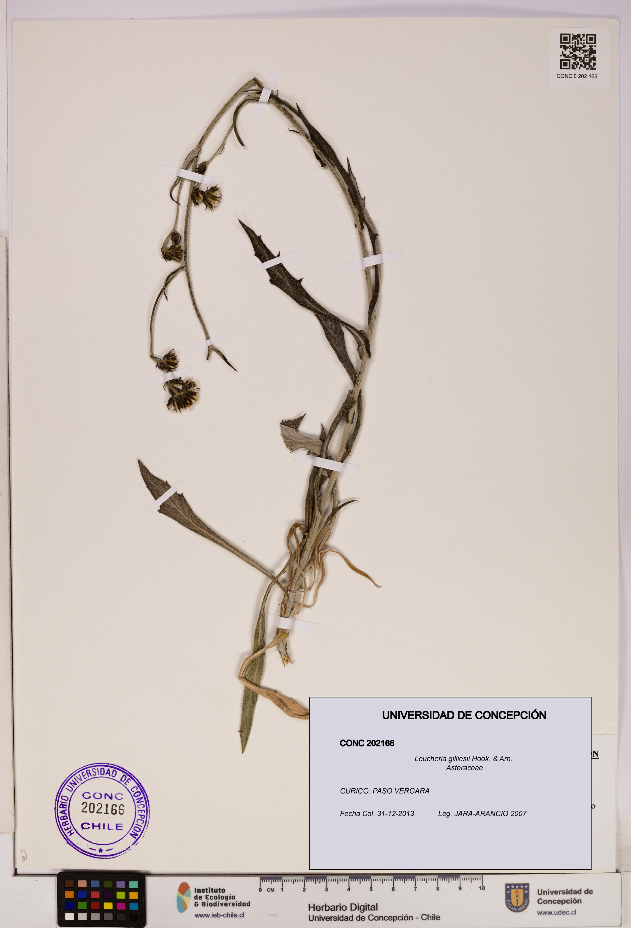 Leucheria gilliesii [Espécimen: UDEC:CONC:0202166]