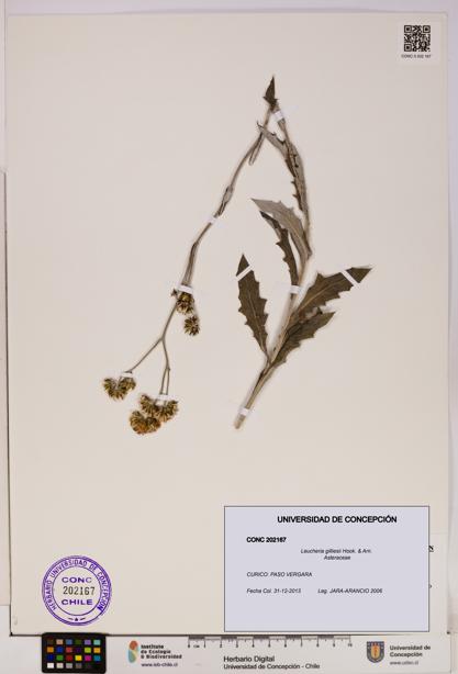 Leucheria gilliesii [Espécimen: UDEC:CONC:0202167]