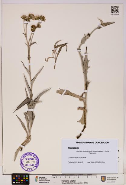 Leucheria lithospermifolia [Espécimen: UDEC:CONC:0202168]