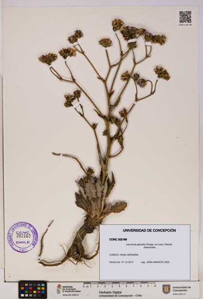 Leucheria glacialis [Espécimen: UDEC:CONC:0202169]