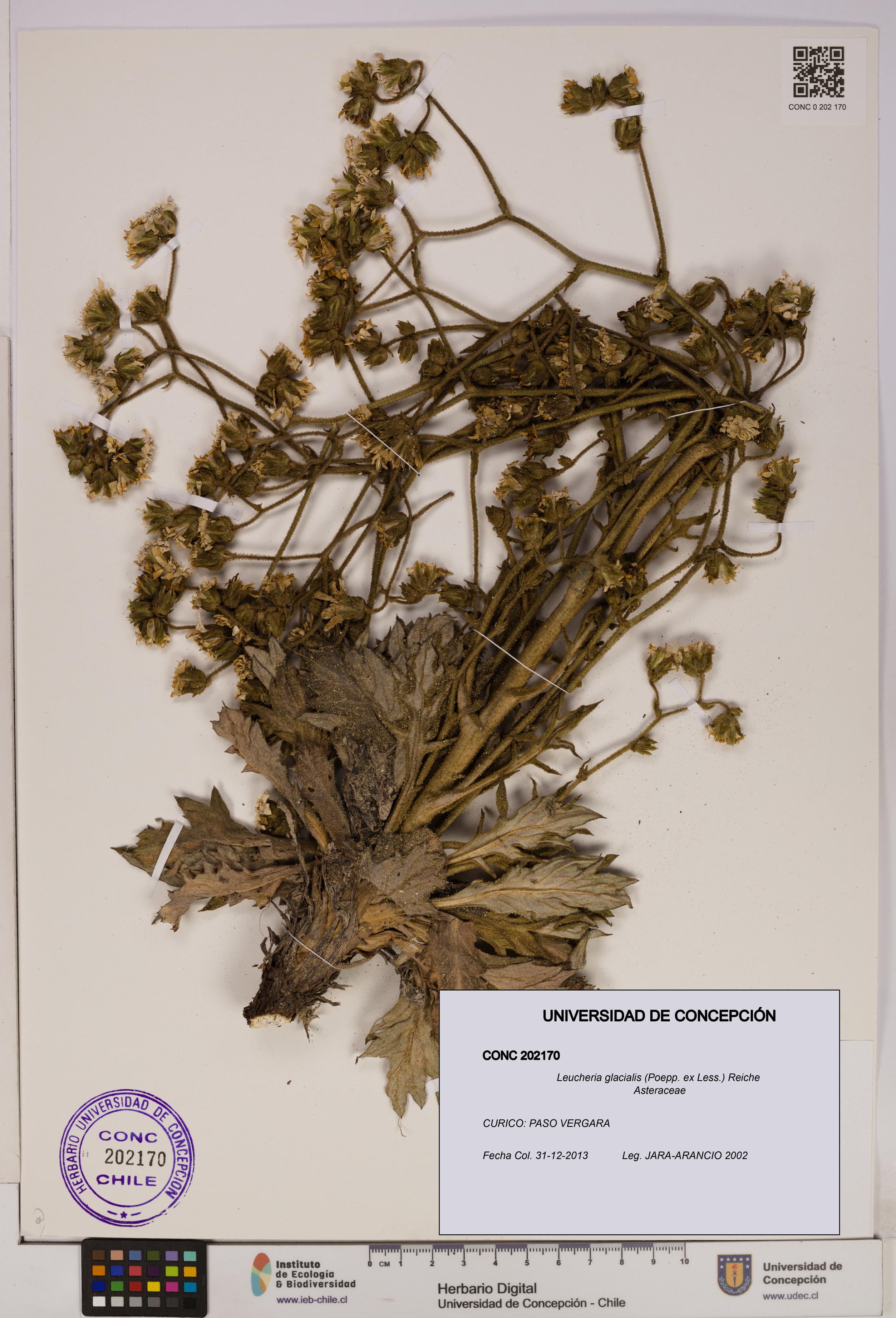 Leucheria glacialis [Espécimen: UDEC:CONC:0202170]