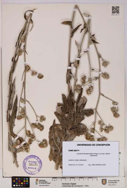 Leucheria lithospermifolia [Espécimen: UDEC:CONC:0202171]