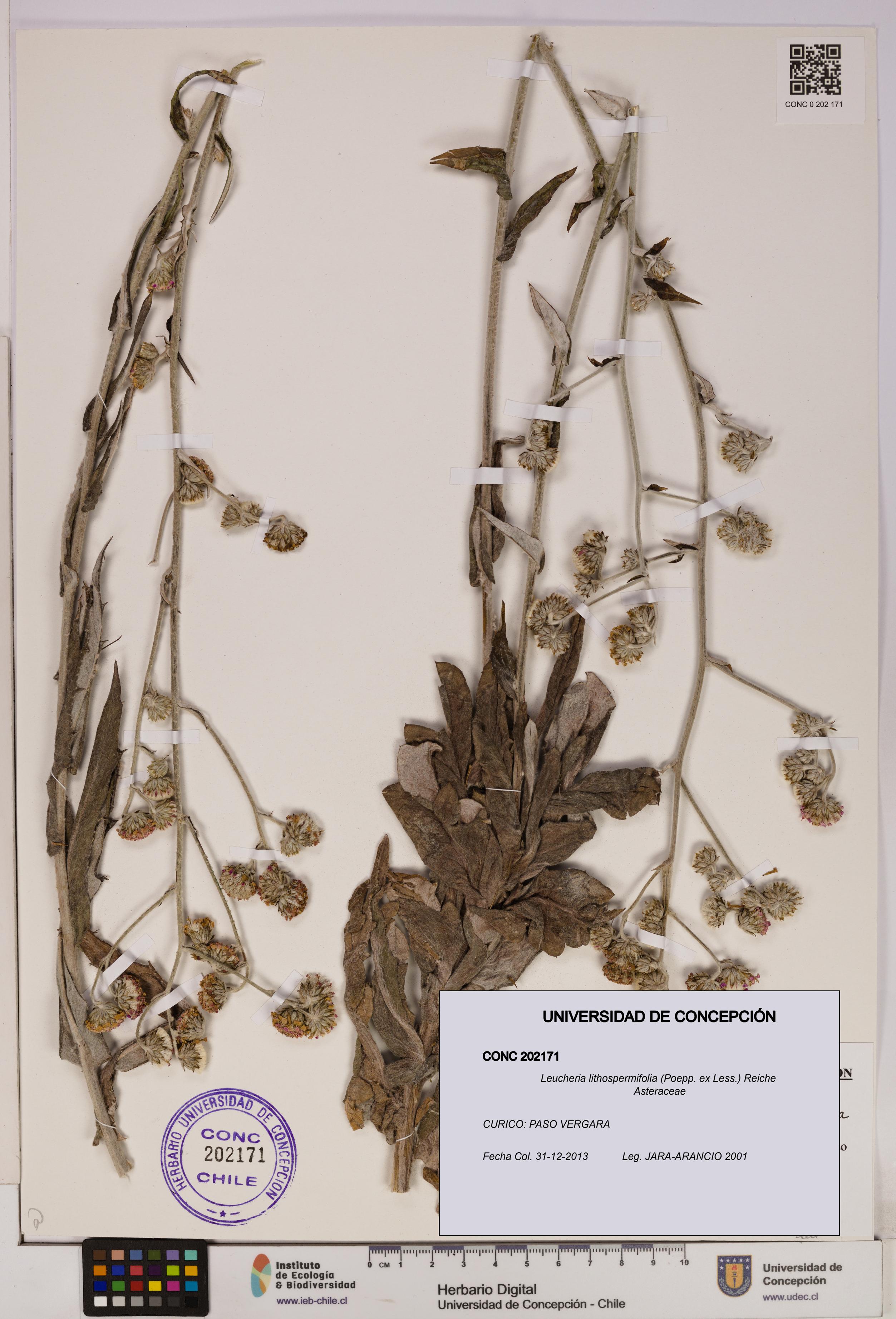 Leucheria lithospermifolia [Espécimen: UDEC:CONC:0202171]