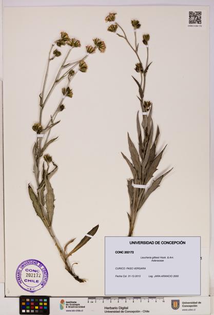 Leucheria gilliesii [Espécimen: UDEC:CONC:0202172]