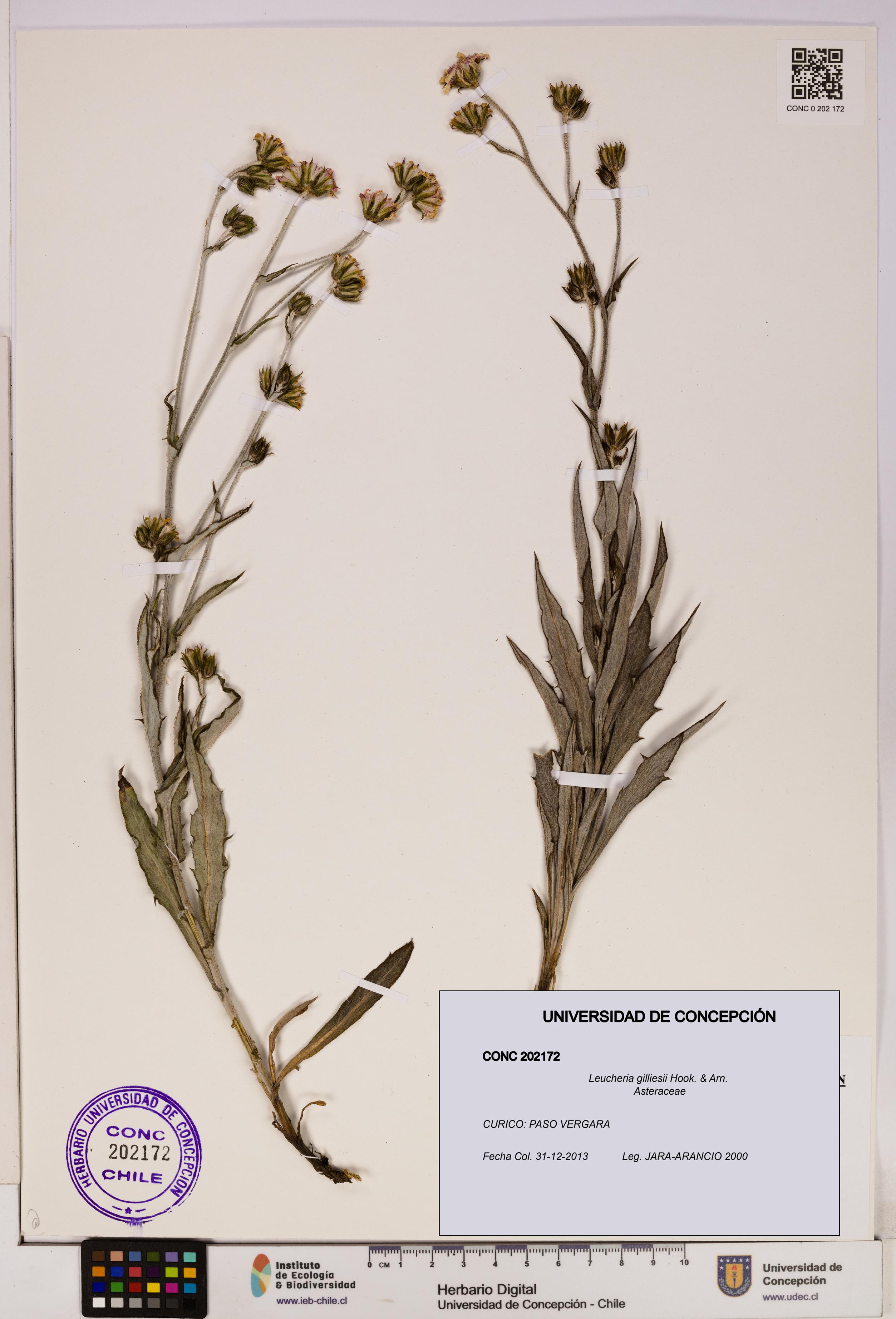 Leucheria gilliesii [Espécimen: UDEC:CONC:0202172]