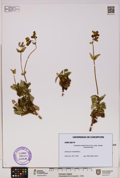 Calceolaria dentata subsp. dentata [Espécimen: UDEC:CONC:0202173]