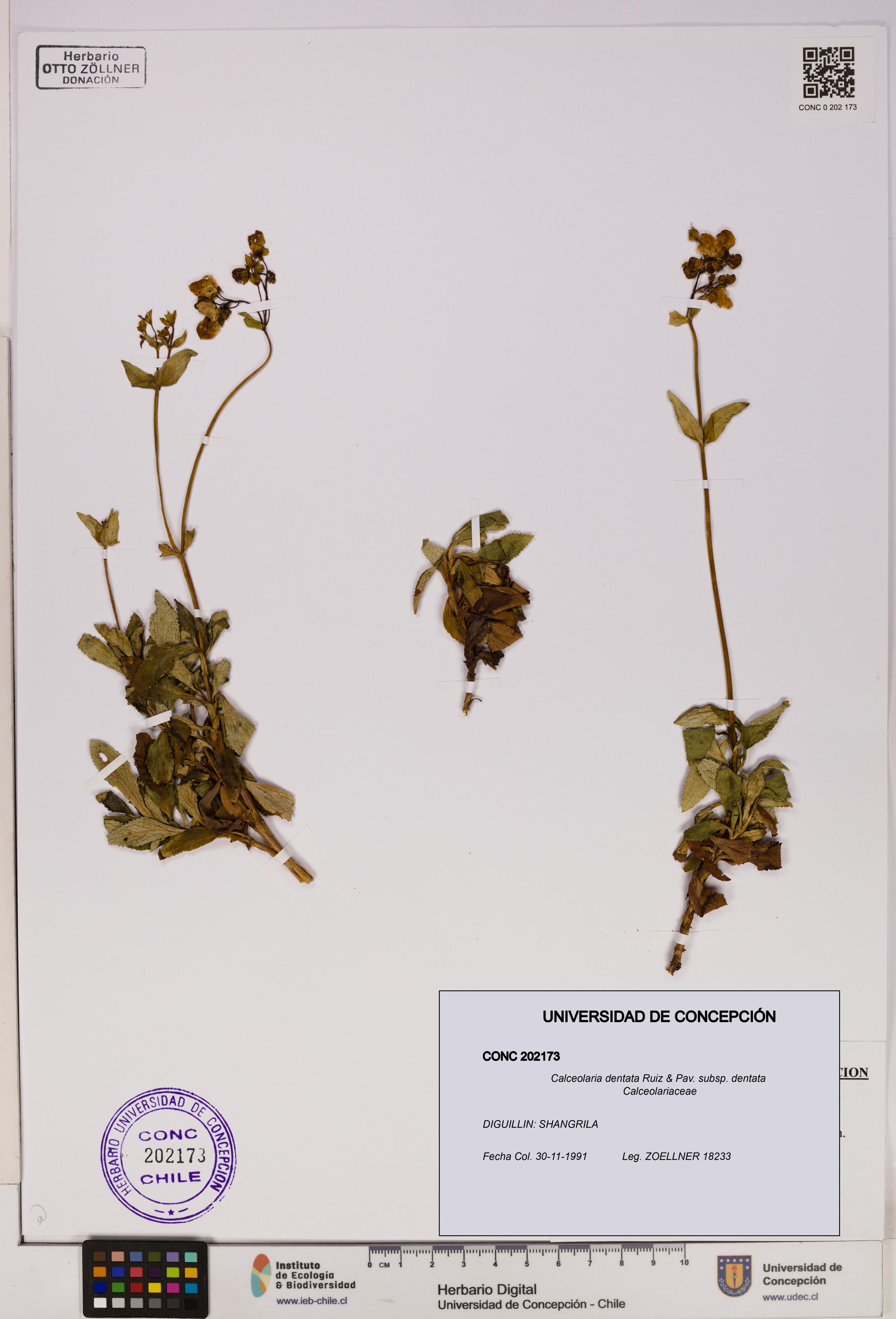 Calceolaria dentata subsp. dentata [Espécimen: UDEC:CONC:0202173]