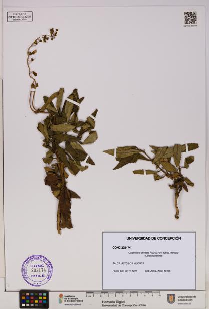 Calceolaria dentata subsp. dentata [Espécimen: UDEC:CONC:0202174]