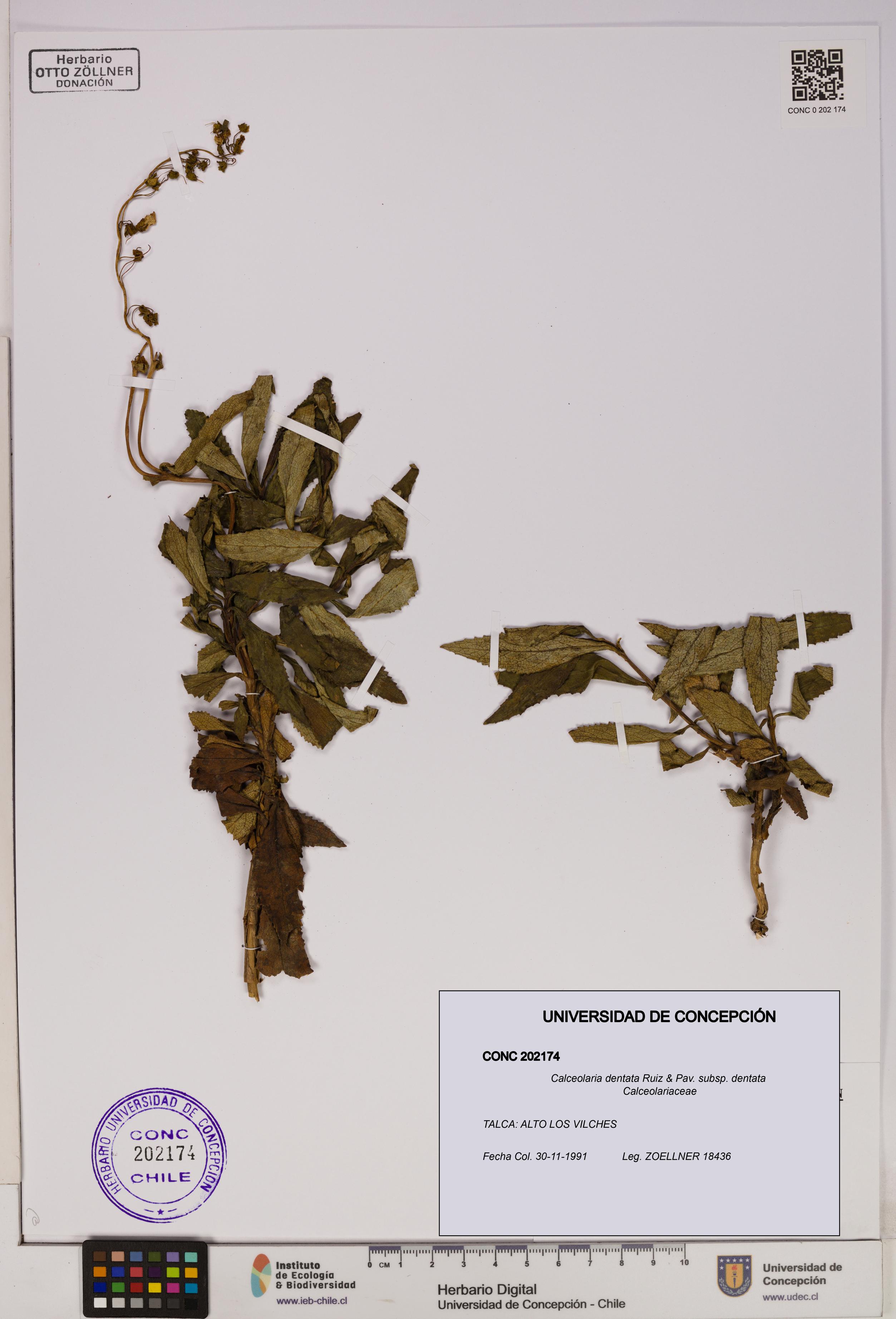Calceolaria dentata subsp. dentata [Espécimen: UDEC:CONC:0202174]