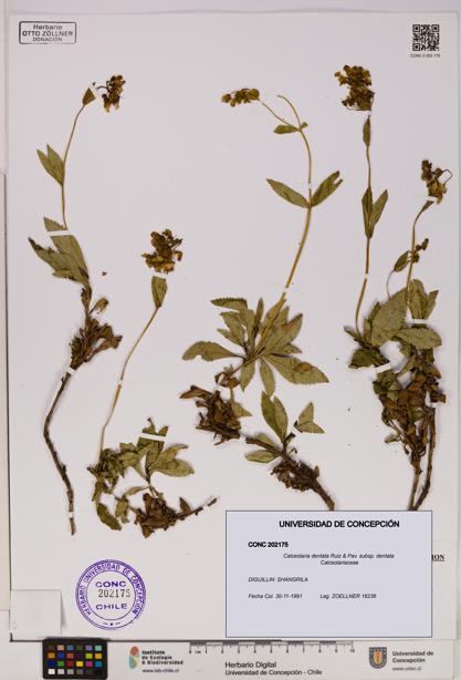 Calceolaria dentata subsp. dentata [Espécimen: UDEC:CONC:0202175]