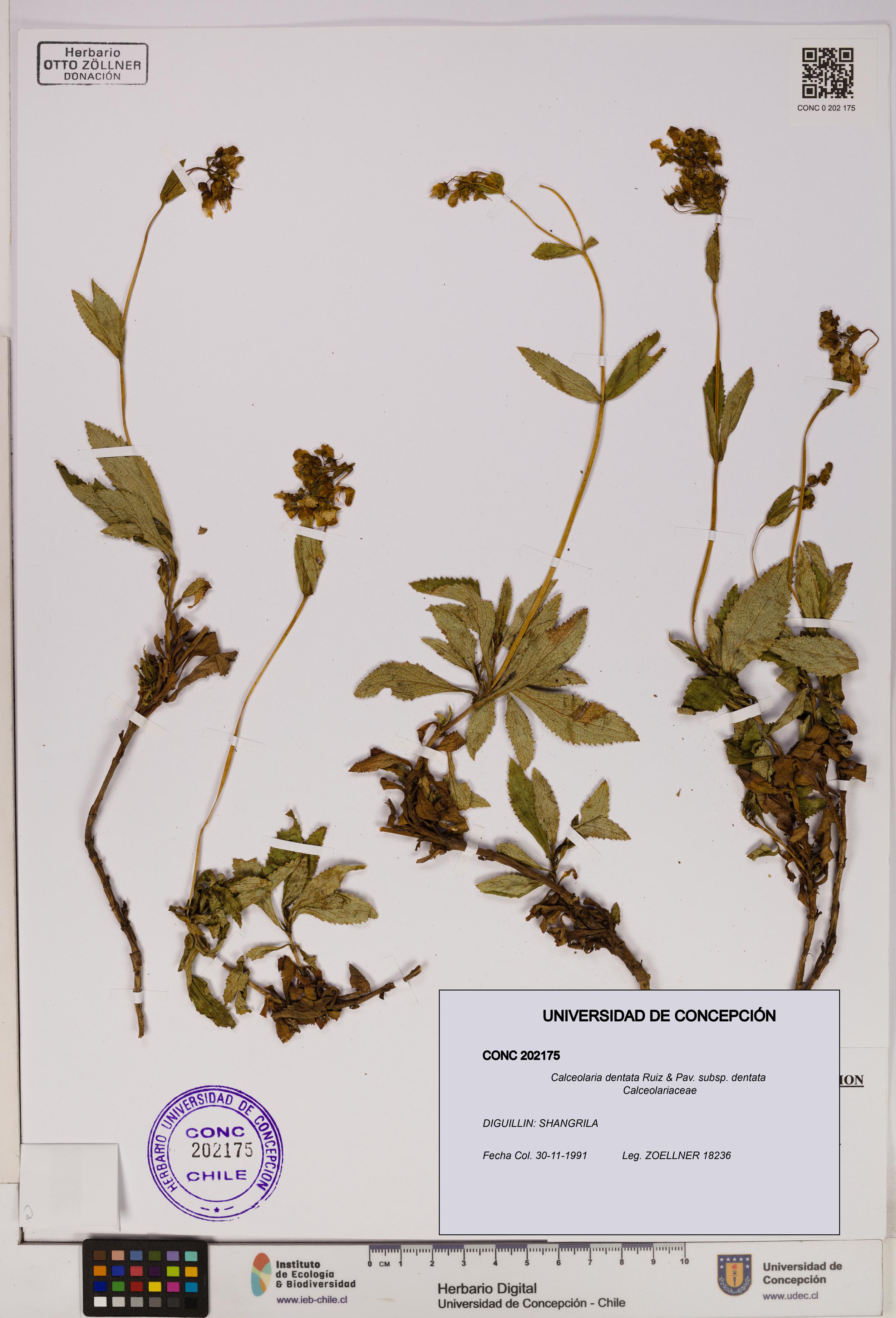 Calceolaria dentata subsp. dentata [Espécimen: UDEC:CONC:0202175]