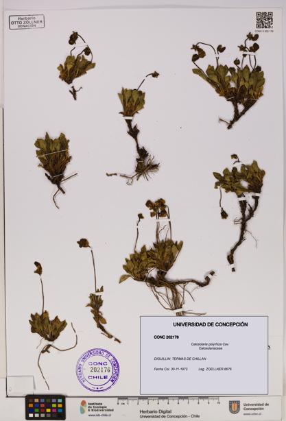 Calceolaria polyrhiza [Espécimen: UDEC:CONC:0202176]