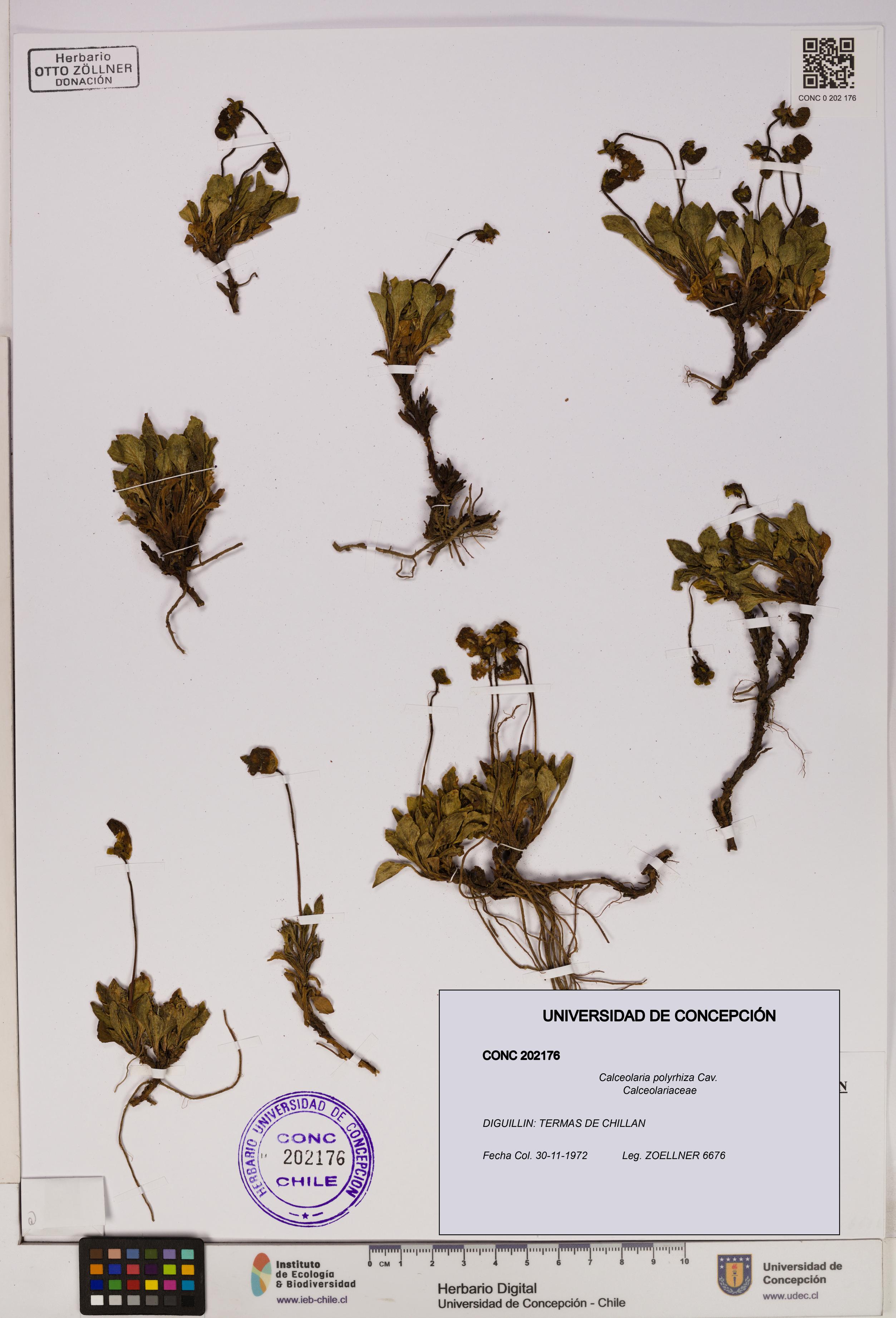 Calceolaria polyrhiza [Espécimen: UDEC:CONC:0202176]