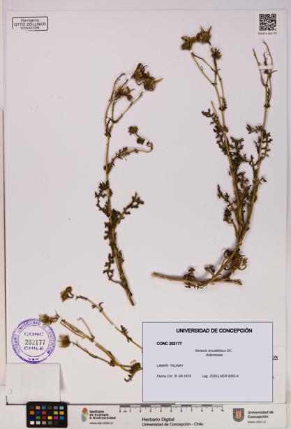 Senecio sinuatilobus [Espécimen: UDEC:CONC:0202177]