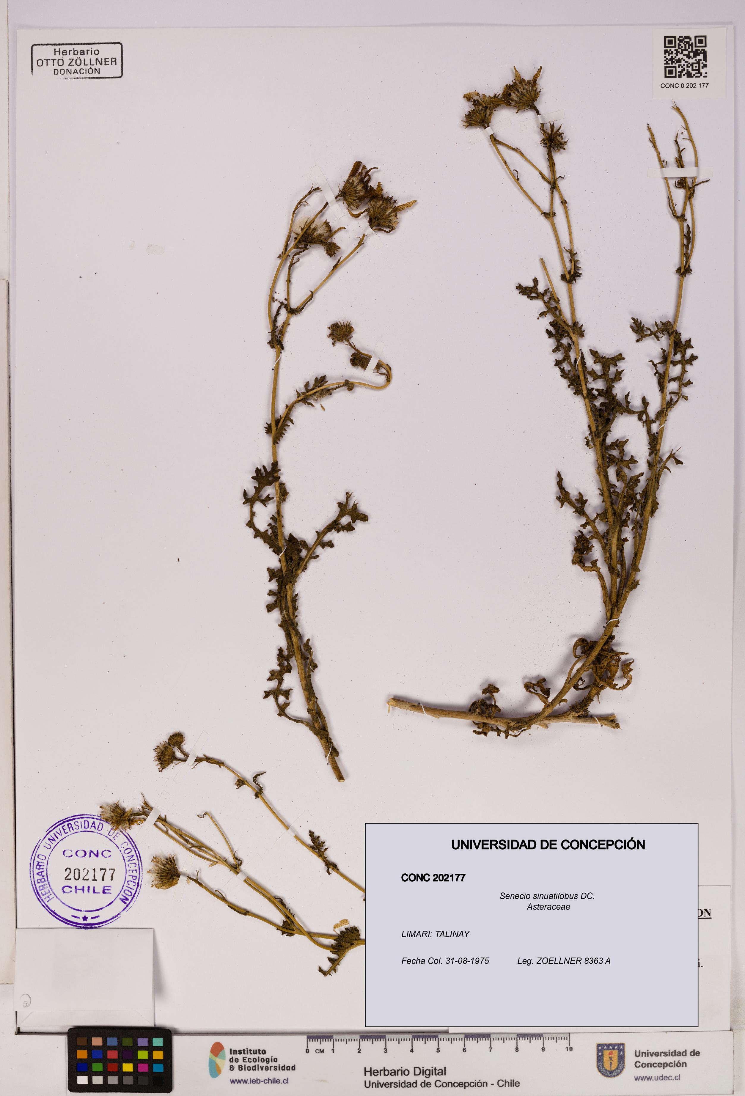 Senecio sinuatilobus [Espécimen: UDEC:CONC:0202177]