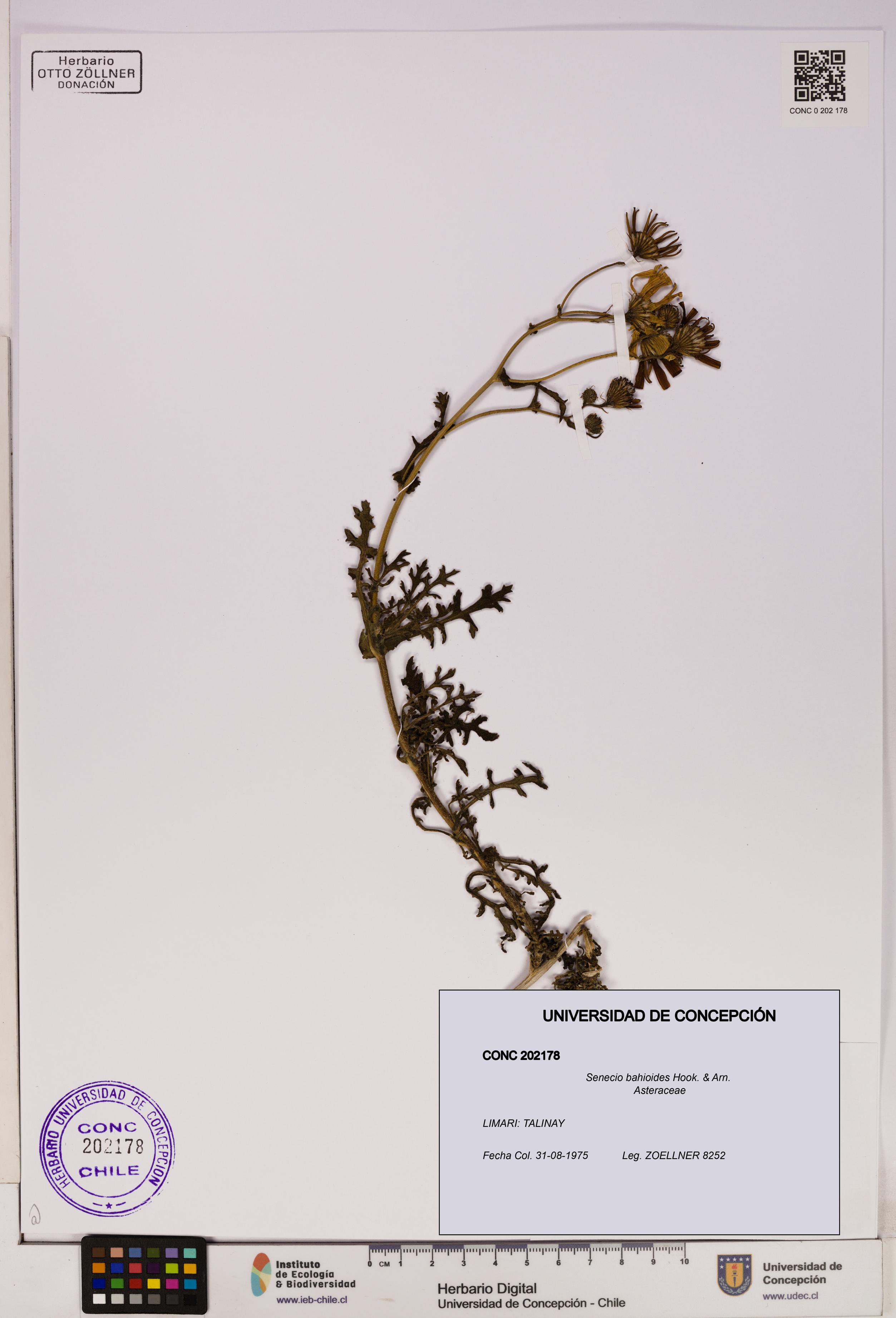 Senecio bahioides [Espécimen: UDEC:CONC:0202178]