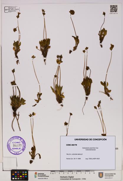 Calceolaria polyrhiza [Espécimen: UDEC:CONC:0202179]