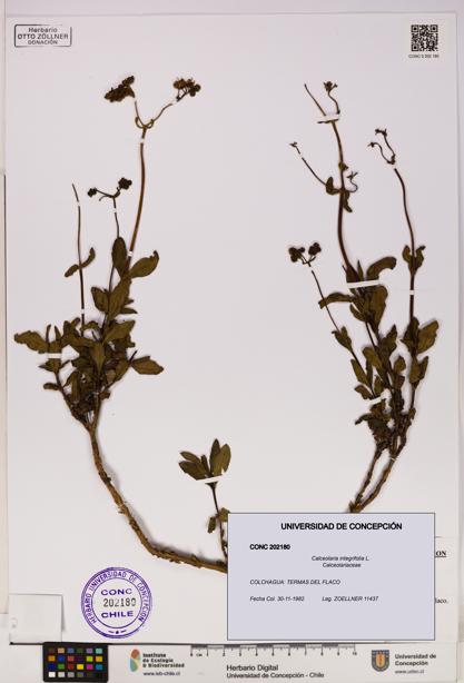 Calceolaria integrifolia [Espécimen: UDEC:CONC:0202180]