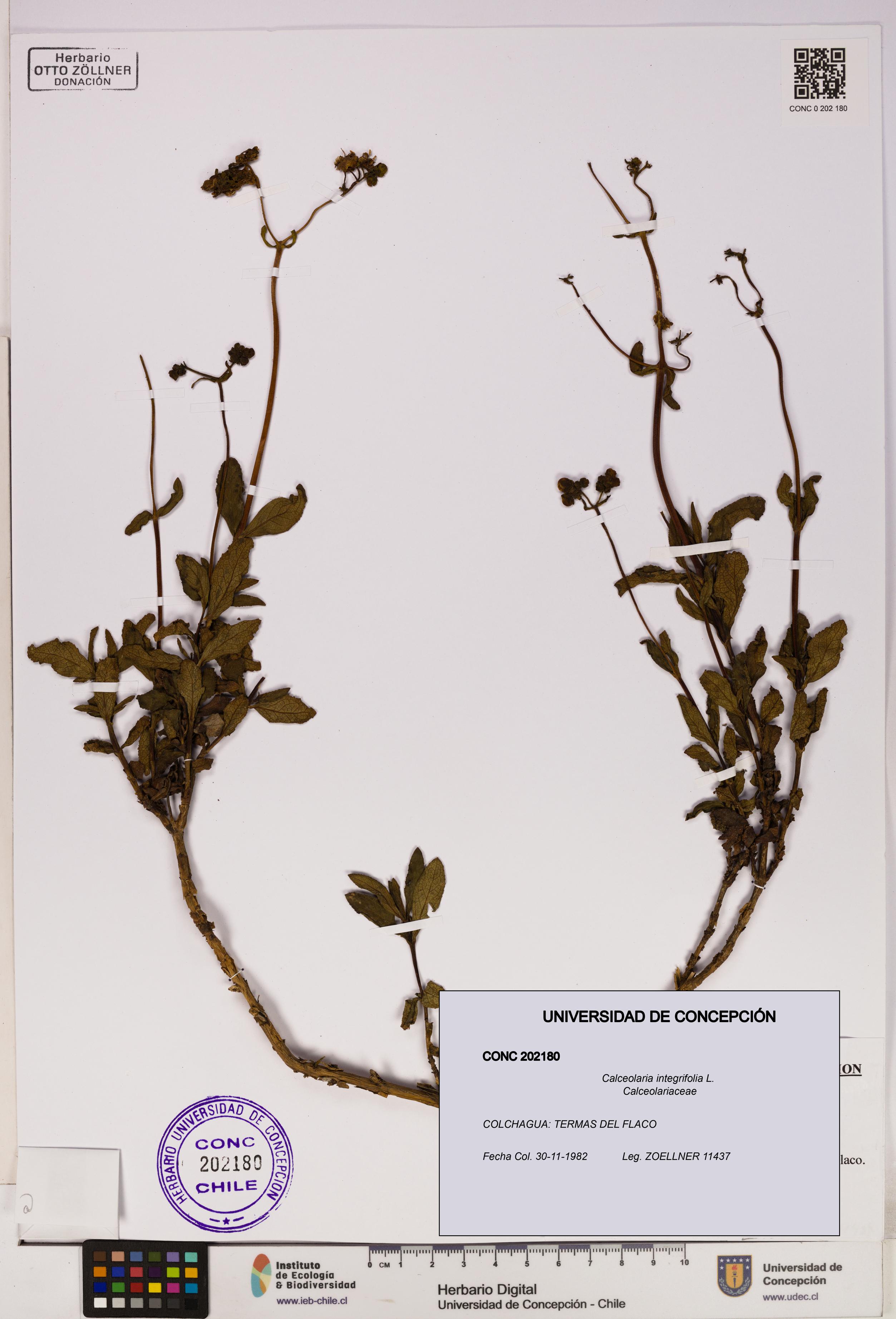 Calceolaria integrifolia [Espécimen: UDEC:CONC:0202180]