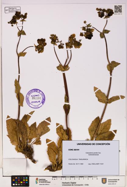 Calceolaria paralia [Espécimen: UDEC:CONC:0202181]