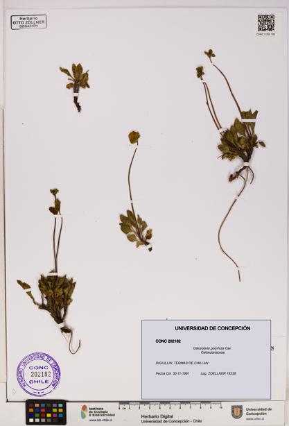 Calceolaria polyrhiza [Espécimen: UDEC:CONC:0202182]