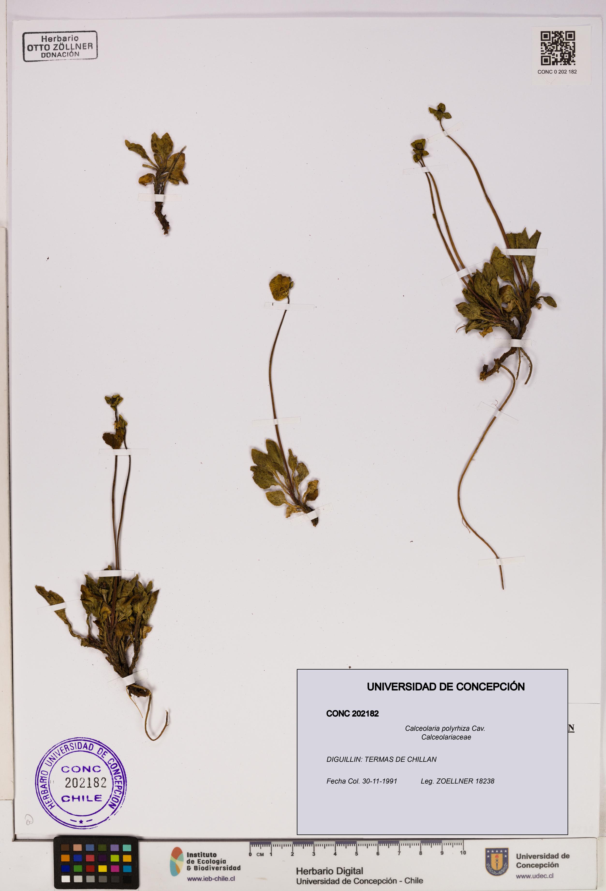 Calceolaria polyrhiza [Espécimen: UDEC:CONC:0202182]