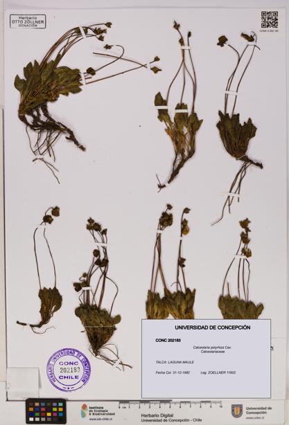 Calceolaria polyrhiza [Espécimen: UDEC:CONC:0202183]