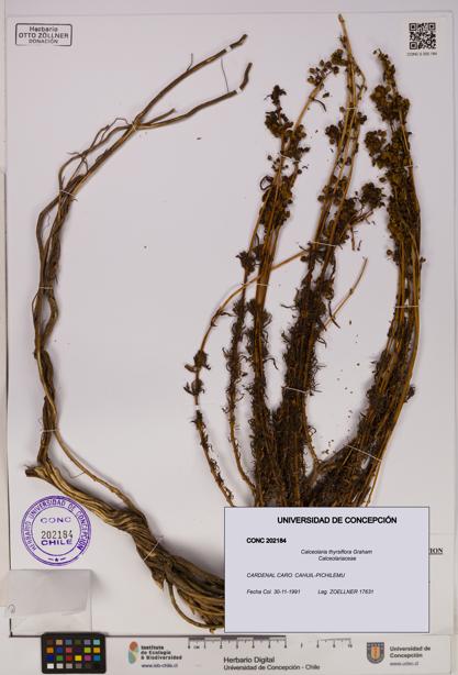 Calceolaria thyrsiflora [Espécimen: UDEC:CONC:0202184]