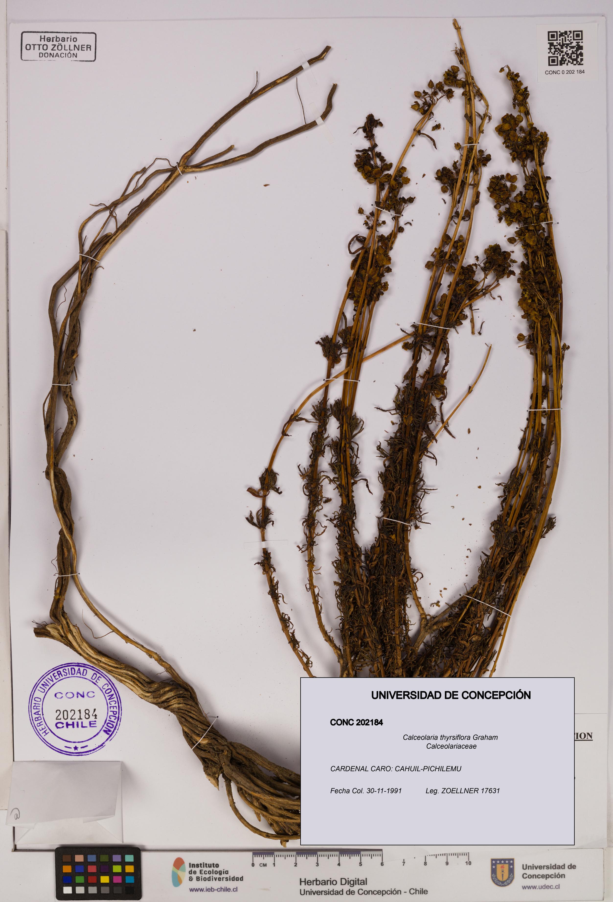 Calceolaria thyrsiflora [Espécimen: UDEC:CONC:0202184]