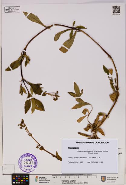 Calceolaria dentata subsp. dentata [Espécimen: UDEC:CONC:0202185]