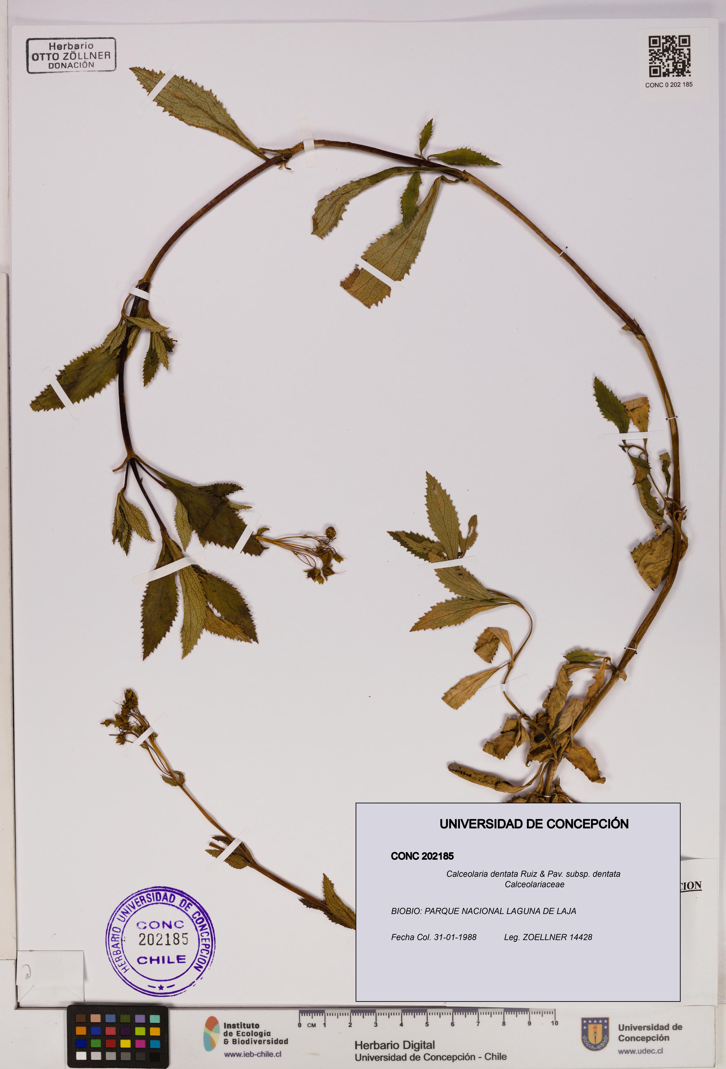 Calceolaria dentata subsp. dentata [Espécimen: UDEC:CONC:0202185]