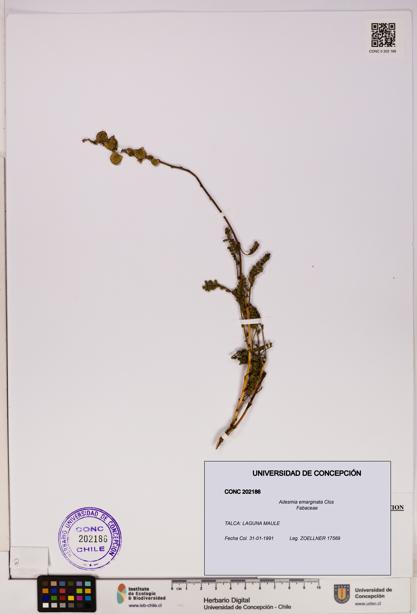 Adesmia emarginata [Espécimen: UDEC:CONC:0202186]