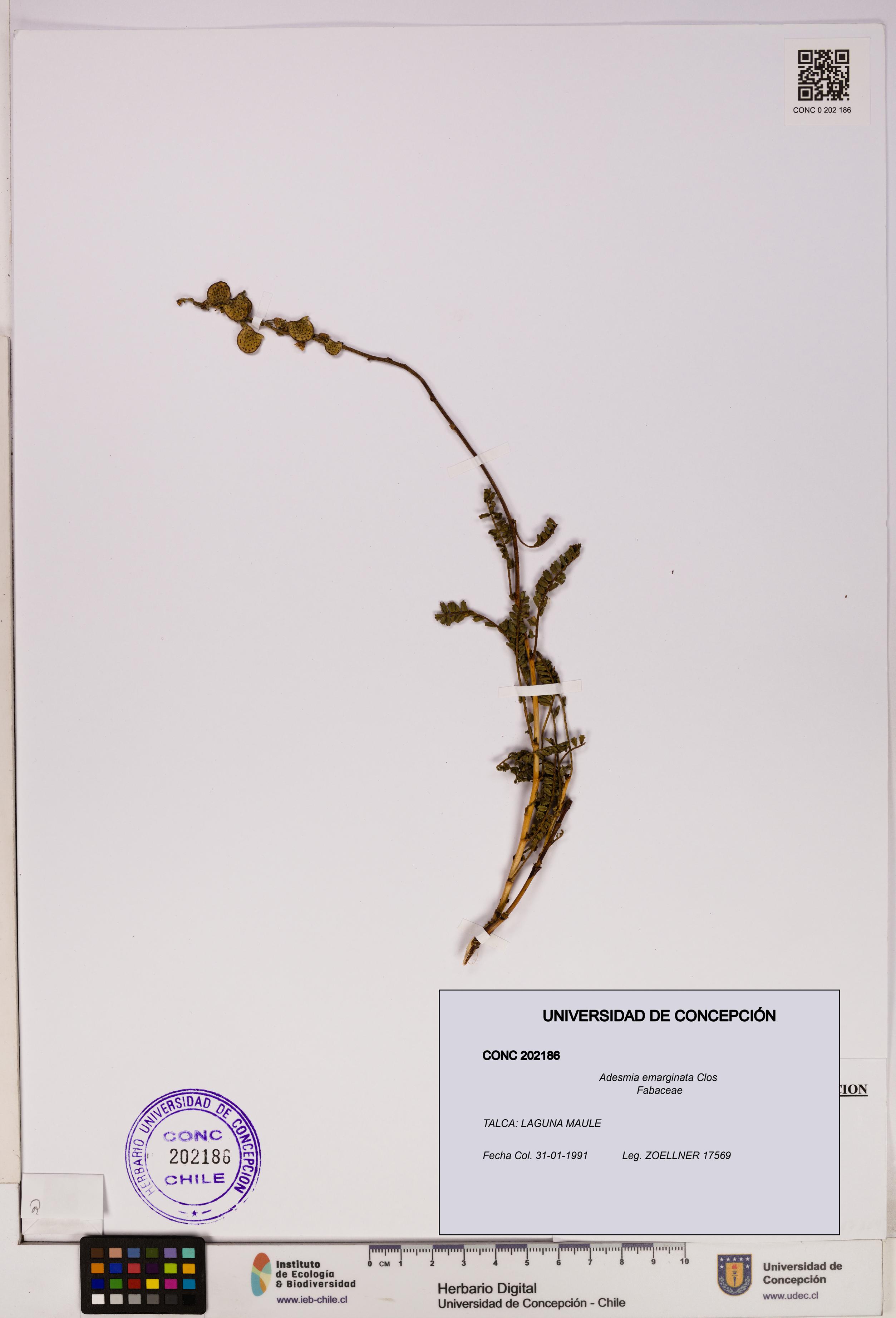 Adesmia emarginata [Espécimen: UDEC:CONC:0202186]